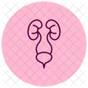 Urinary System Icon