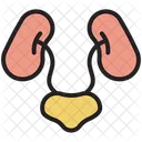 Urinary System  Icon