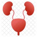 Urinary System  Icon