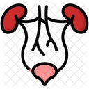 Urinary System Organs Icône