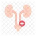 Urology Organ Medical Icon