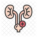 Urology Organ Medical Icon