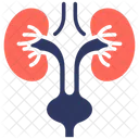 Urology Bladder Kidneys Icon