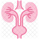 Urology Bladder Kidneys Icon