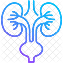 Urology Bladder Kidneys Icon