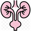 Urology Bladder Kidneys Icon