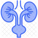 Urology Bladder Kidneys Icon