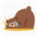 Urso  Ícone