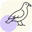 Urubu  Ícone