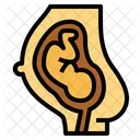 Utero Ovarios Gravidez Ícone