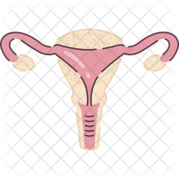 Uterus  Icon