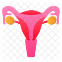 Uterus Human Organ Icon