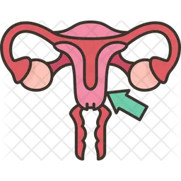 Uterus  Icon