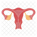 Uterus Female Reproductive System Anatomy  Icon