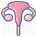 Uterus Ovaire Systeme Reproducteur Icône