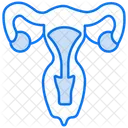 Uterus  Icon