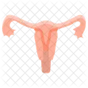 Uterus Human Body Icon