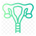 Uterus Womb Ovaries Icon