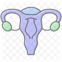 Uterus Lineal Color Icon Icon