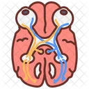 Vasculature Of Pelvis Iliac Arteries Vein Branches Icône