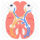 Vasculature Of Pelvis Iliac Arteries Vein Branches Icône