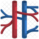 Vein And Artory Organ Body Part Icône