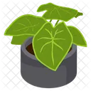 Velvet Alocasia  Icon
