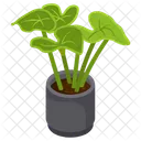 Velvet Alocasia  Icon