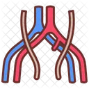 Vena Iliaca Comun Vena Iliaca Vena Comun Icono