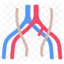 Vena Iliaca Comun Vena Iliaca Vena Comun Icono
