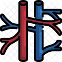 Vena Y Arteria Organo Parte Del Cuerpo Icono