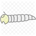 Ver De Farine Insecte Coleoptere Icône