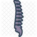 Vertebra Anatomy Backbone Icon