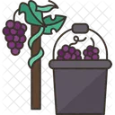 Vineyards Grape Harvest Icon