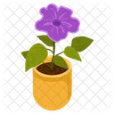 Violet Houseplant  Icon