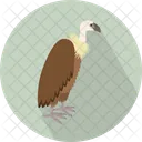 Vulture Bald Head Icon