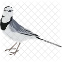 Wagtail Wildlife Bird Icon