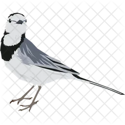 Wagtail  Icon