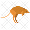 Wallaby Wildlife Animal Symbol