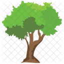 Walnut Tree  Icon