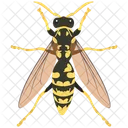 Wasp Bite Bug Icon