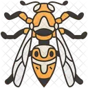 Wasp  Icône