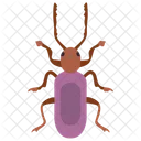 Weevil Beetle  Icon