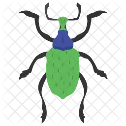 Weevil Beetle  Icon