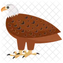 Weisskopfseeadler Haliaeetus Leucocephalus Art Symbol