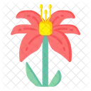 Western Lily  Icon