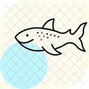 Whale Shark Whale Shark Icon
