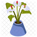 White Anthurium  Icône