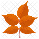 White Ash Leafy Twig Autumn Leaf Icon