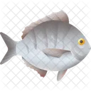 White Bream Fish Fish Food Icon